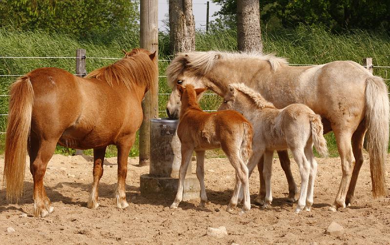 Heidmoor Fohlen Mai 2009.jpg